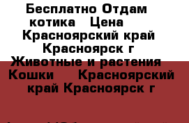 Бесплатно Отдам   котика › Цена ­ 1 - Красноярский край, Красноярск г. Животные и растения » Кошки   . Красноярский край,Красноярск г.